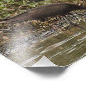 Glanzend Ibis fotografie afdrukken Foto Afdruk (Hoek)