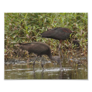 Glanzend Ibis fotografie afdrukken Foto Afdruk