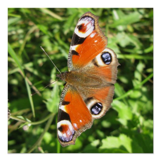 Glanzend Poster (Voorkant)