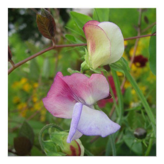 Glanzend Poster (Voorkant)