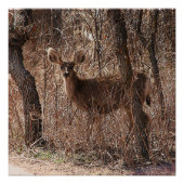 Glanzend Poster (Voorkant)