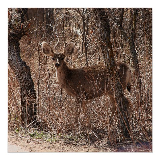 Glanzend Poster (Voorkant)