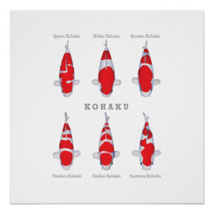 Glanzend Poster Kohaku Karper Collectie