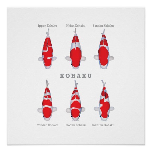 Glanzend Poster Kohaku Karper Collectie (Voorkant)
