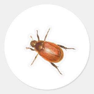 Glanzende Goudbruine Kever Macro Fotografie Ronde Sticker