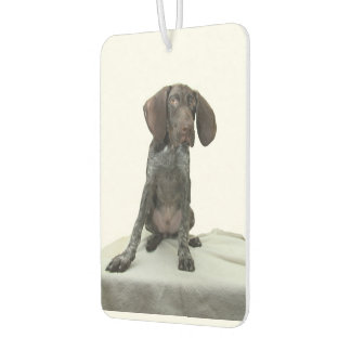 Glanzende grizzly luchtverfrisser