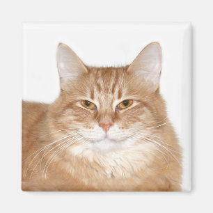 Glanzende kat magneet