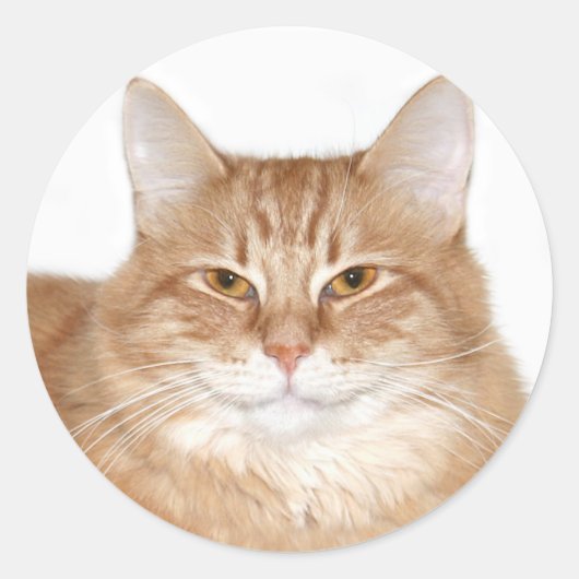 Glanzende kat ronde sticker (Voorkant)