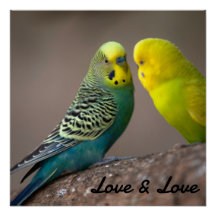 Glanzende Poster Liefde Zwarte Kleur Tekst Vogels
