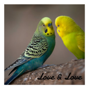 Glanzende Poster Liefde Zwarte Kleur Tekst Vogels 