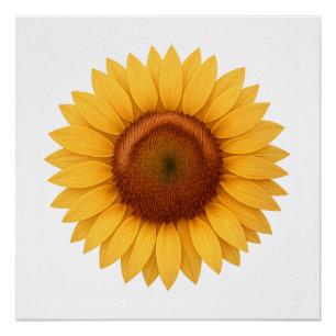 Glanzende Poster - Zonnebloem