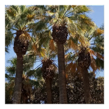 Glanzende Posters palmbomen