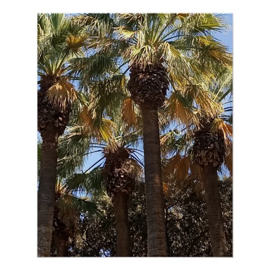 Glanzende Posters palmbomen (Voorkant)