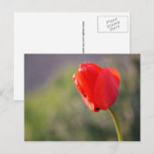 Glanzende rode tulp briefkaart (Voorkant / Achterkant)