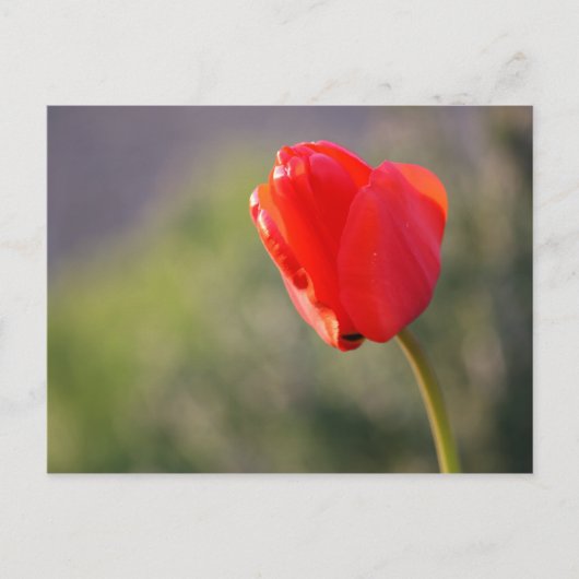 Glanzende rode tulp briefkaart (Voorkant)