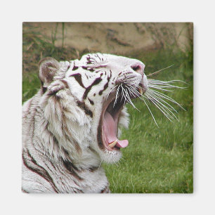 glanzende tijger magneet