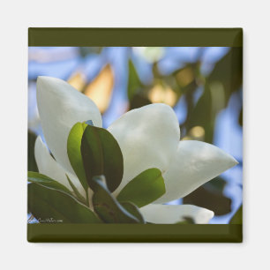 Glas in lood Sky Southern Magnolia Gifts Apparel Magneet