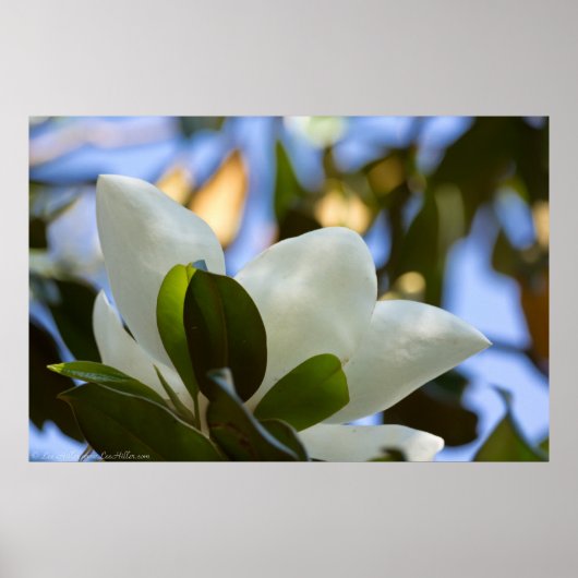 Glas in lood Sky Southern Magnolia Poster Print (Voorkant)