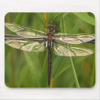 Glas in lood Wings Dragonfly Mousepad Muismat