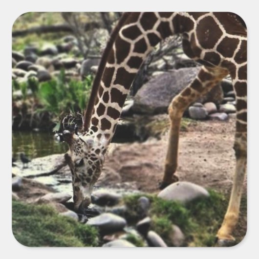 Glas met grijze Giraffe Vierkante Sticker (Voorkant)