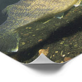 Glasbaar Forel Zwemmende Vis in Tank Klein Poster (Hoek)