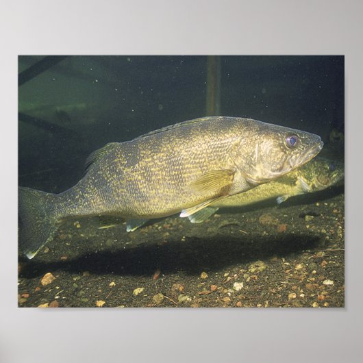 Glasbaar Forel Zwemmende Vis in Tank Klein Poster (Voorkant)