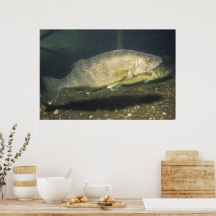 Glasogen in Tank Foto Poster