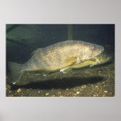 Glasogen in Tank Foto Poster (Voorkant)