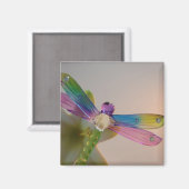 Glass Dragonfly Magnet (Voorkant / Achterkant)