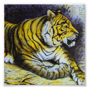 Glass Magic Lantaarn slide A TIGER 1900 BIG CAT Foto Afdruk