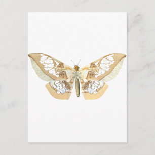 GlassWing Butterfly Briefkaart