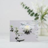 Glassy Water Lily Briefkaart (Staand voorkant)