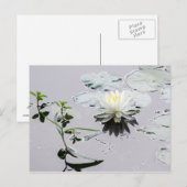 Glassy Water Lily Briefkaart (Voorkant / Achterkant)