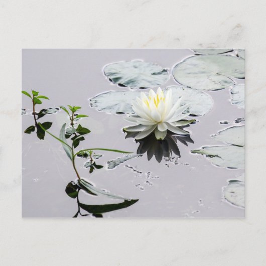 Glassy Water Lily Briefkaart (Voorkant)