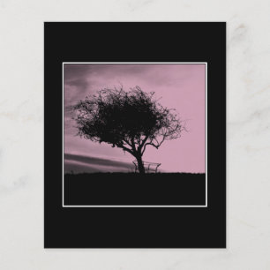 Glastonbury Hawthorn. Boom op Hill. Roze, zwart.
