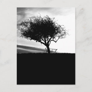 Glastonbury Hawthorn. Boom. Zwart-wit. Briefkaart