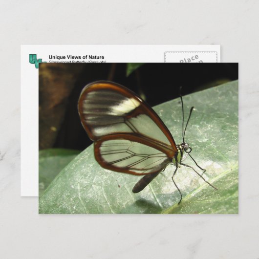 glasvleugelvlinder briefkaart (Voorkant / Achterkant)