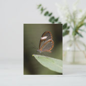 Glasvleugelvlinder op blad briefkaart (Staand voorkant)
