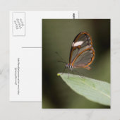 Glasvleugelvlinder op blad briefkaart (Voorkant / Achterkant)