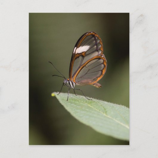 Glasvleugelvlinder op blad briefkaart (Voorkant)