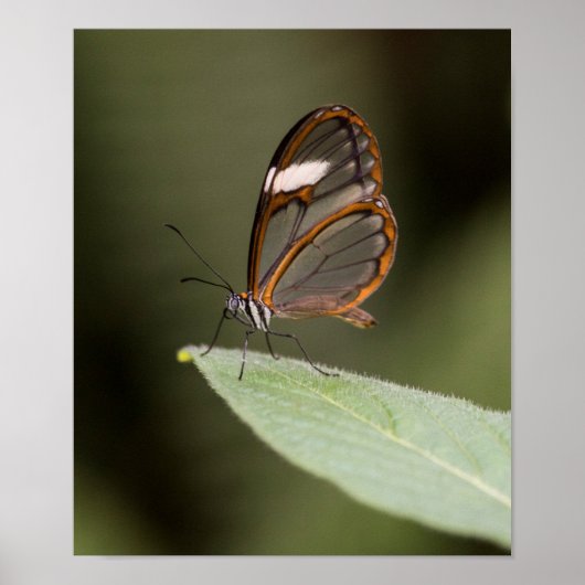 Glasvleugelvlinder op blad poster (Voorkant)