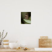 Glasvleugelvlinder op blad poster (Keuken)