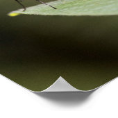 Glasvleugelvlinder op blad poster (Hoek)