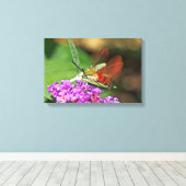 Glasvlinder Kolibrie Pijlstaart Canvas Afdruk (Insitu (Houten vloer))
