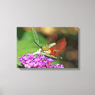 Glasvlinder Kolibrie Pijlstaart Canvas Afdruk