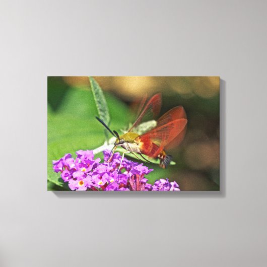 Glasvlinder Kolibrie Pijlstaart Canvas Afdruk (Voorkant)
