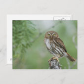 Glaucidium brasilianum, 3 briefkaart (Voorkant / Achterkant)