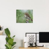 Glaucidium brasilianum, 3 poster (Thuiskantoor)