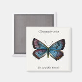 Glaucopsyche arion - De grote blauwe vlinder Magneet (Voorkant / Achterkant)