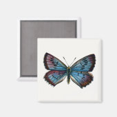 Glaucopsyche arion - De grote blauwe vlinder Magneet (Voorkant / Achterkant)